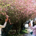 핑크 빛 봄의 미소...꽃 터널 속으로